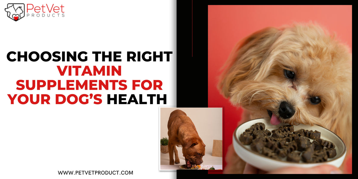 Curated visual reference: Gallery Detail: Choosing The Right Vitamin Supplements For Your Dog S Health