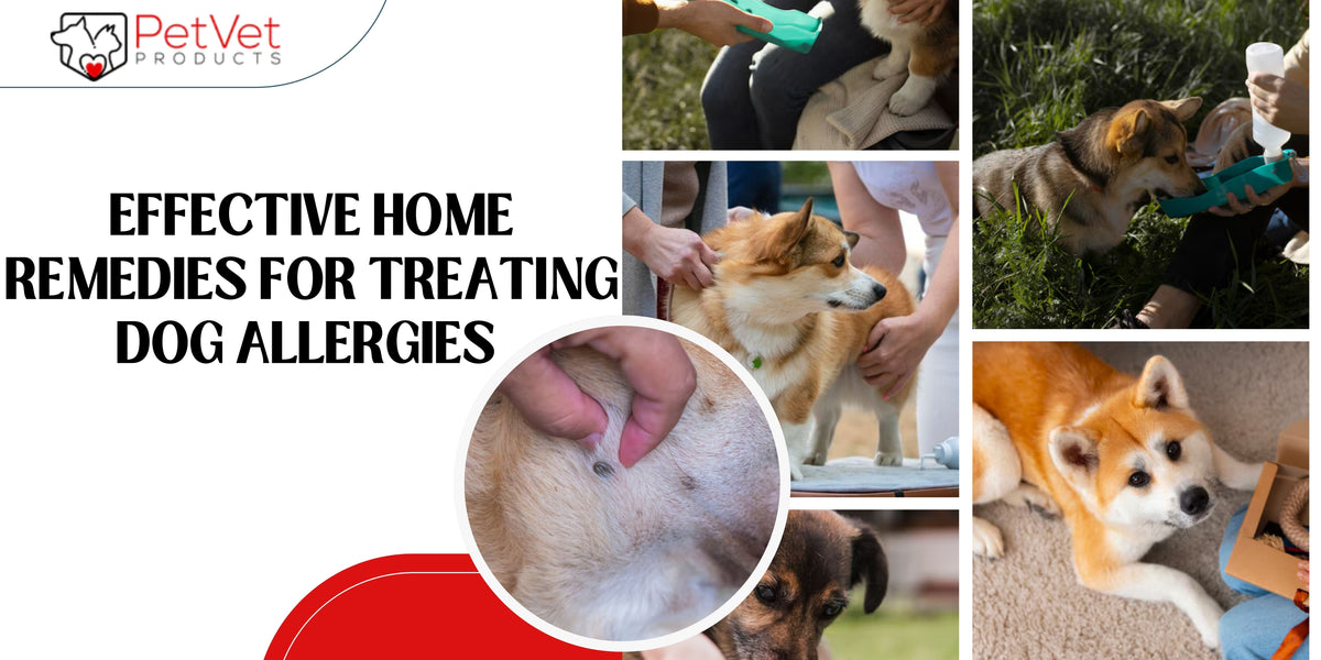 Image result for Effective Home Remedies for Treating Dog Allergies - Pet Vet Products