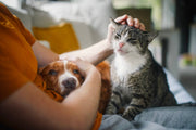 Ultimate Pet First Aid Guide Every Owner Should Know