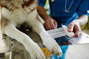 How to Update & Maintain Your Pet First Aid Kit