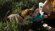 Pet's First Aid Kit