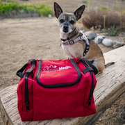 What Should Be in My Dog’s First Aid Kit?
