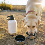 A dog drinking water from a bottle- Petvet Products