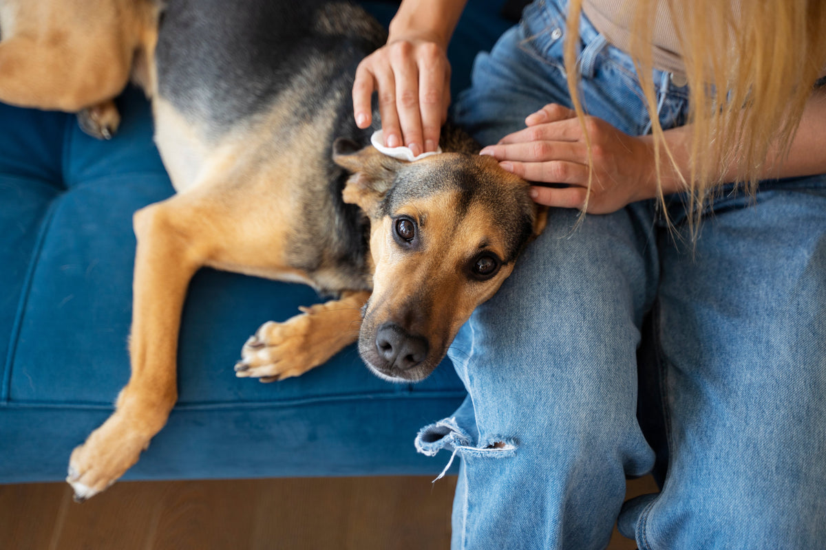 Treat a Bleeding Wound on Your Dog at Home | Pet First Aid – Pet Vet ...