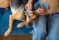 How to Treat a Bleeding Wound on Your Dog at Home