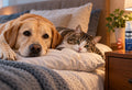 Minoxidil Toxicity in Dogs and Cats: A Common Hair-Loss Medication That Can Be Deadly to Pets
