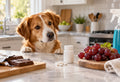 What to Do If Your Dog Eats Something Toxic: A Veterinarian’s First Steps