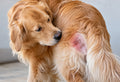 Hot Spots in Dogs: What They Are and What to Do