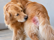 Hot Spots in Dogs: What They Are and What to Do