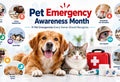 Would You Know What to Do? 11 Pet Emergencies Every Owner Should Recognize
