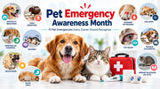 Would You Know What to Do? 11 Pet Emergencies Every Owner Should Recognize