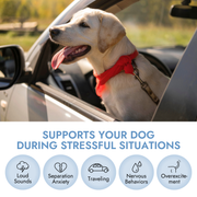 Pet Vet Calming Chews for Dogs – Dog Anxiety Relief (Beef Liver Flavor 60 Chews) – Stress Relief, Dog Supplements for Hyperactive & Anxious Dogs – Dog Anxiety Chews for Relaxation, Dog Care Products