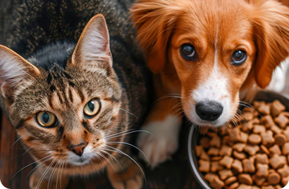 Pet Medical