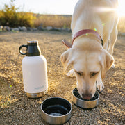  A dog drinking water from a bottle- Petvet Products